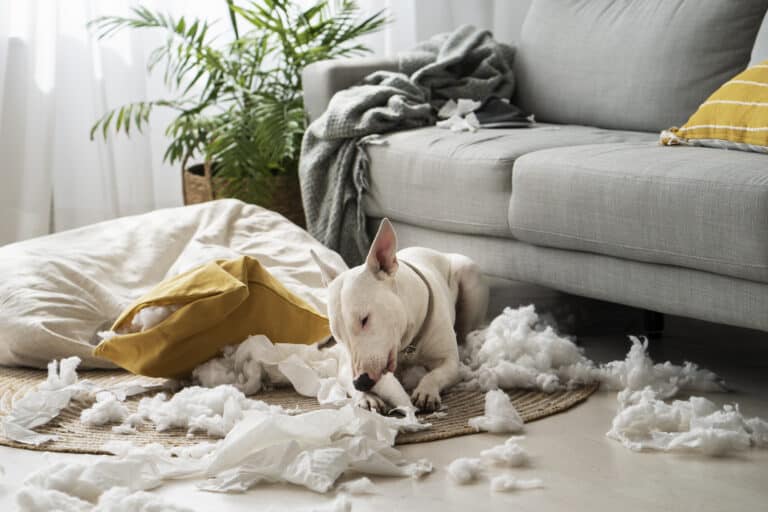 Why Do Puppies Chew Their Beds?