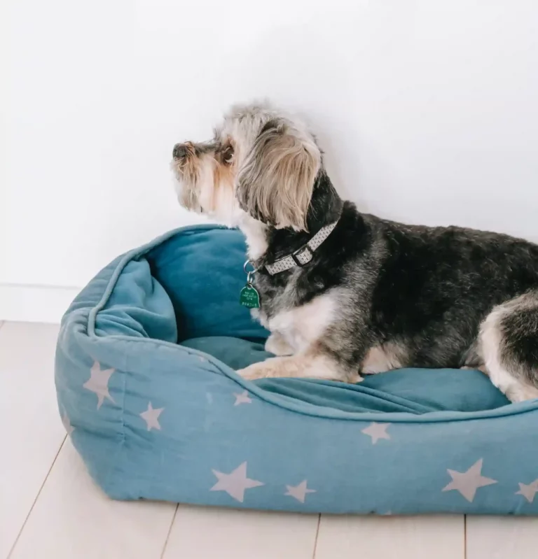 What is the Best Dog Bed for Chewers