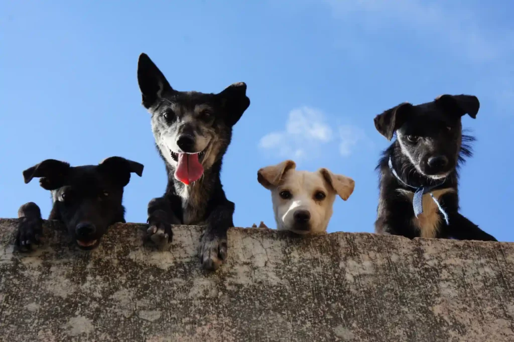 doggy-perks-anxious dogs