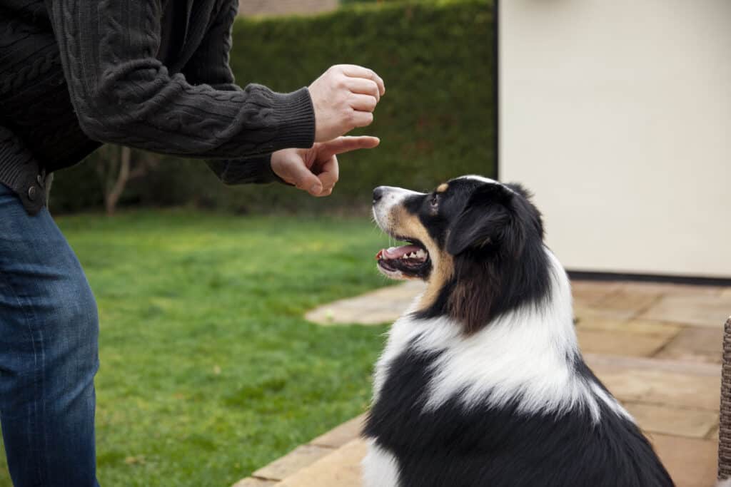 Don't shout at your puppy all the time