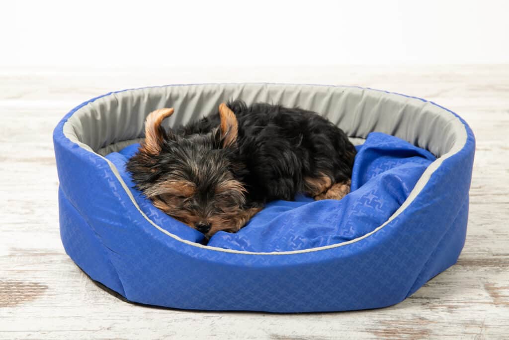 Donut Dog Bed