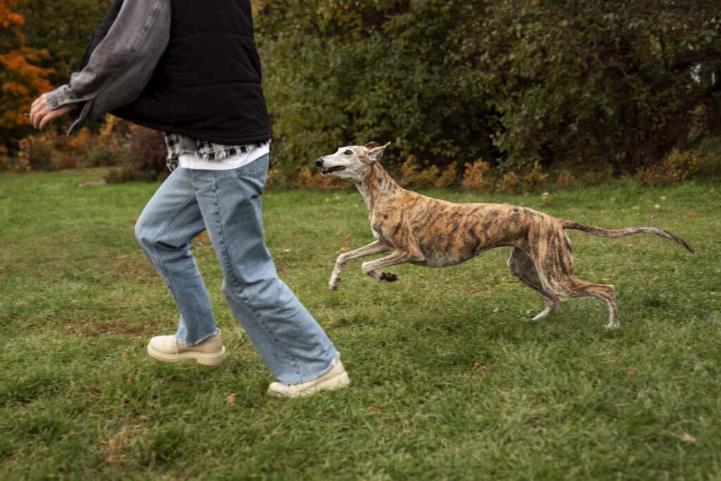 Make sure your puppy gets plenty of exercise