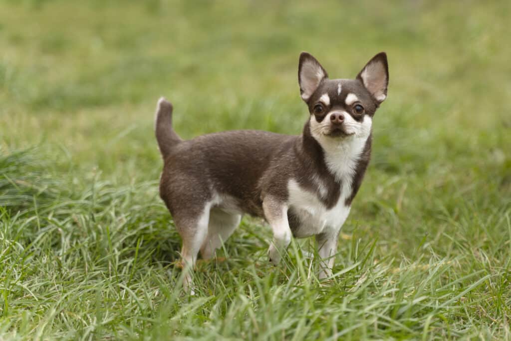 The Chihuahua