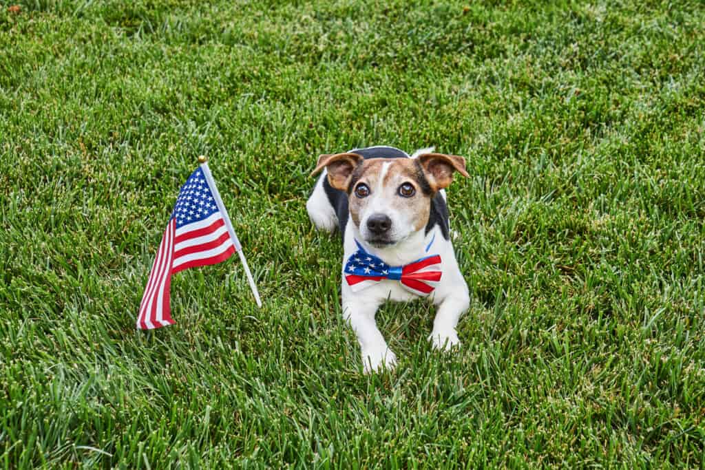 American dog