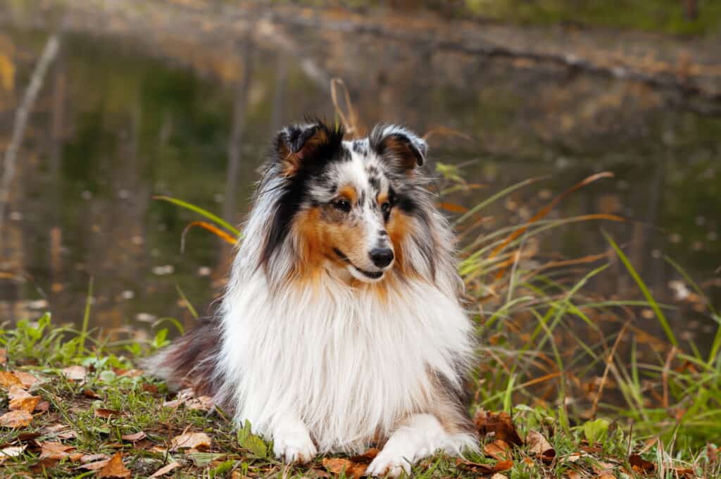 The Australian Shepherd