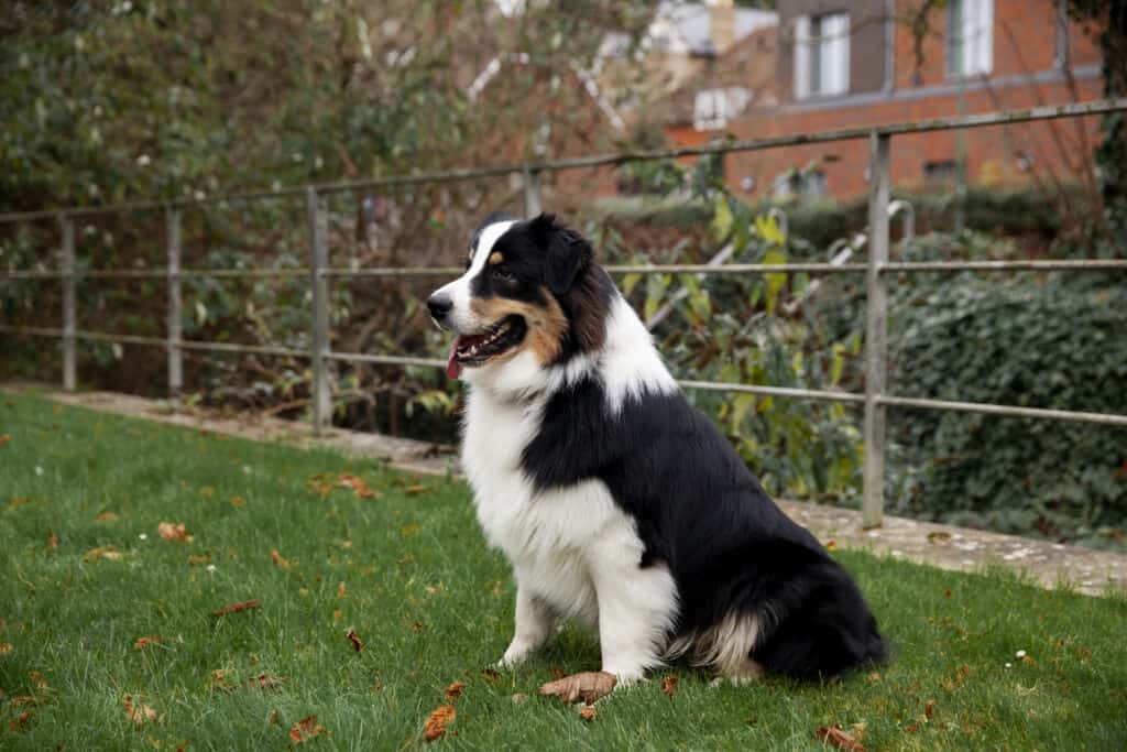 The Border Collie