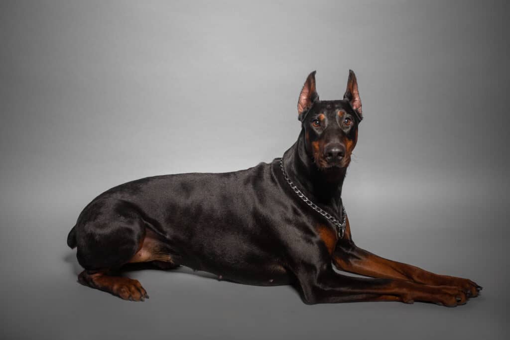 A Black doberman