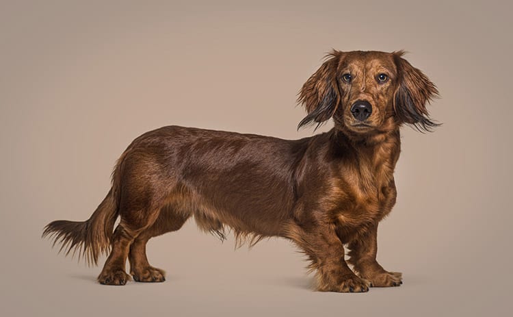 Brown dachshund dog