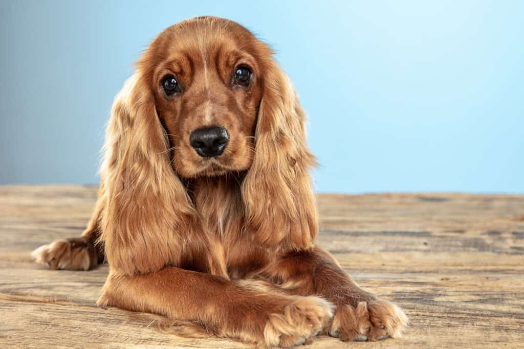 The Cocker Spaniel