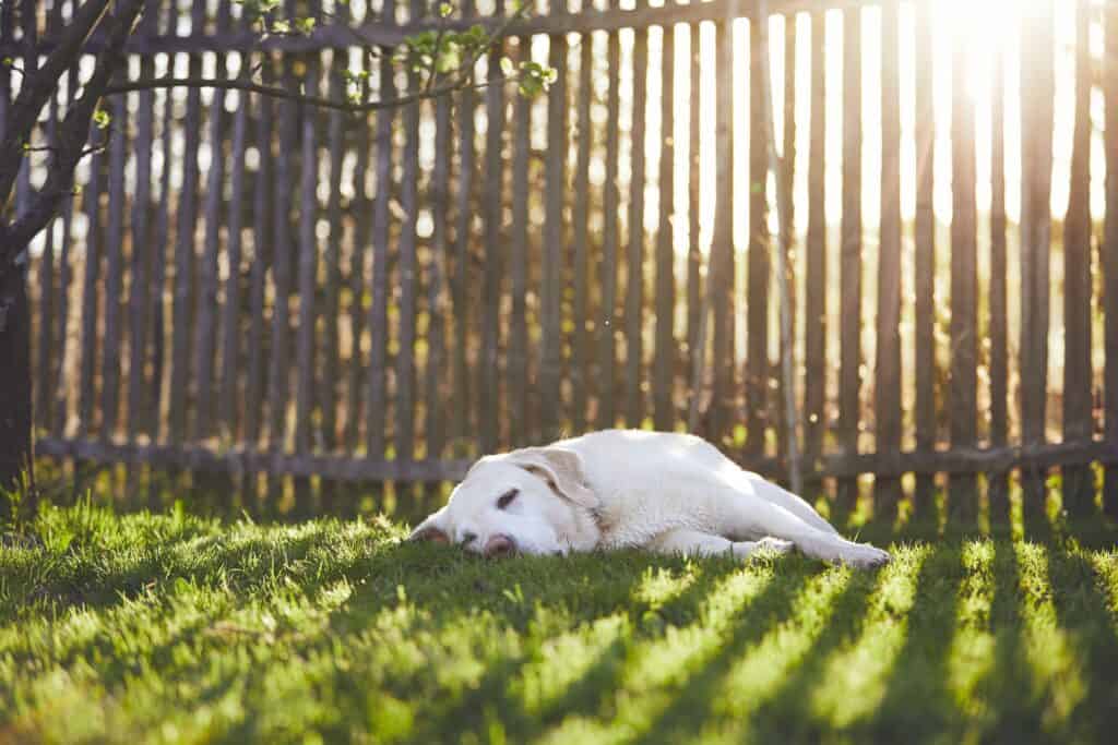 Dog sleeping in the garden