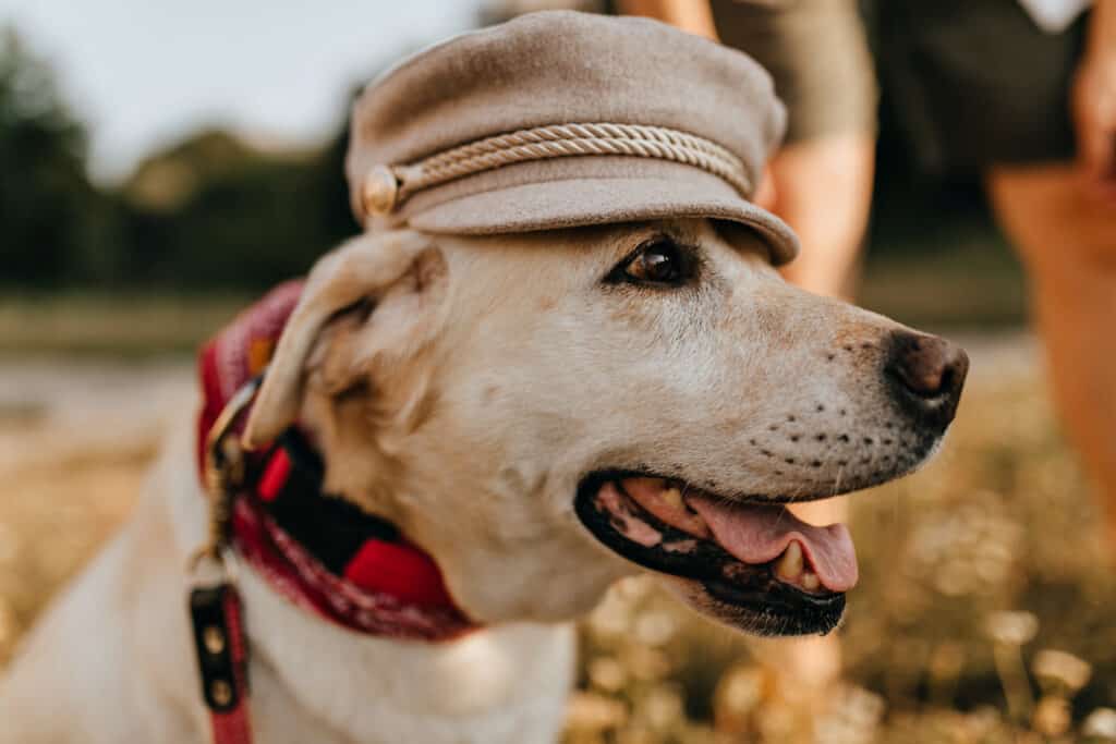 Beautiful French dog