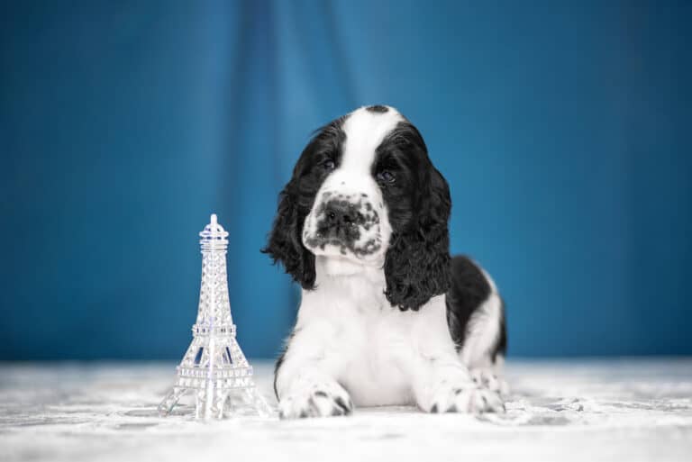 C’est Magnifique! A Comprehensive List of French Dog Names Starting with C