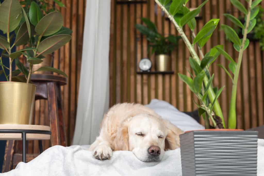 Golden retriever sleeping indoors