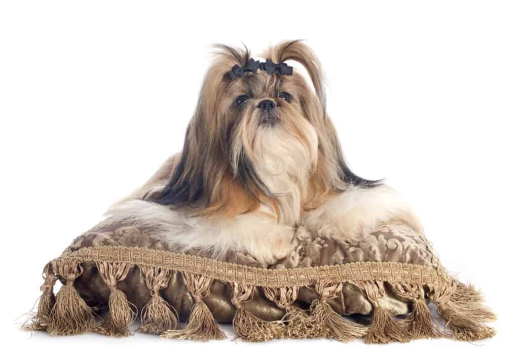 A Purebred Shih Tzu 