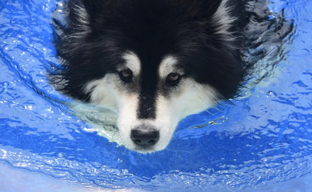 Bathing your Husky