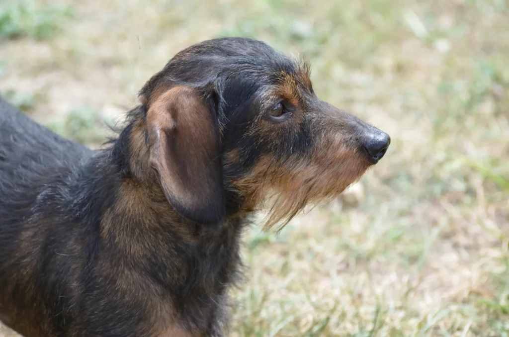 Grooming Your Dachshund