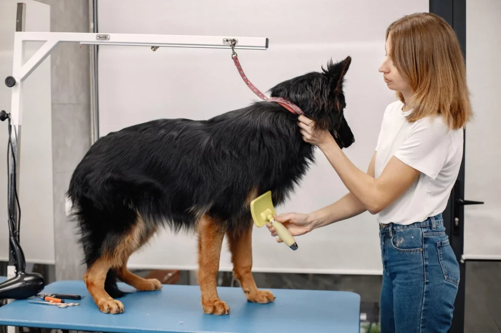 Grooming a German Shepherd