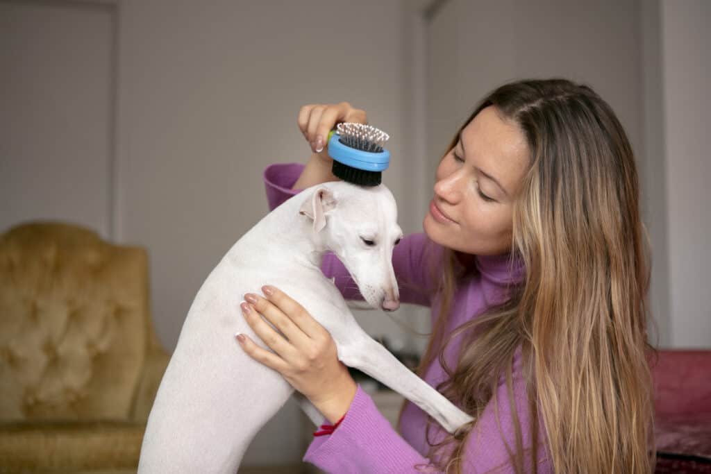 brushing dog's coat