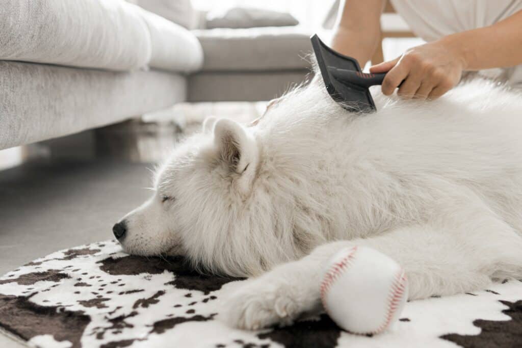 brushing dog's hair