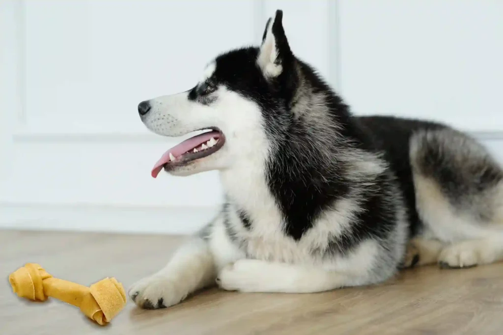 Reward your Husky with Treats