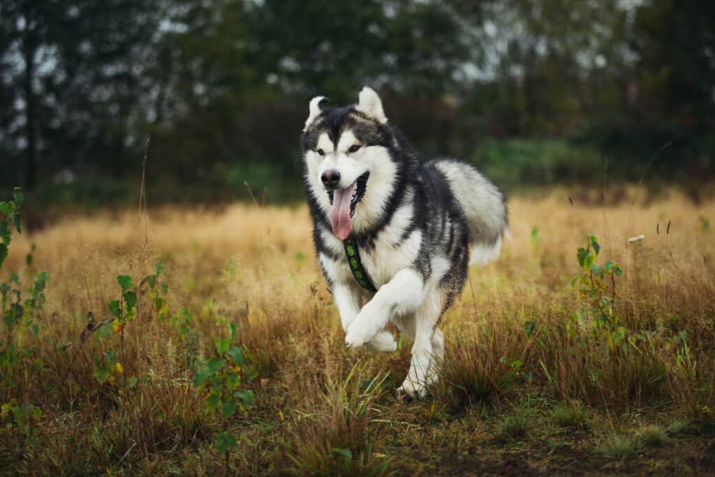 Alaskan Husky