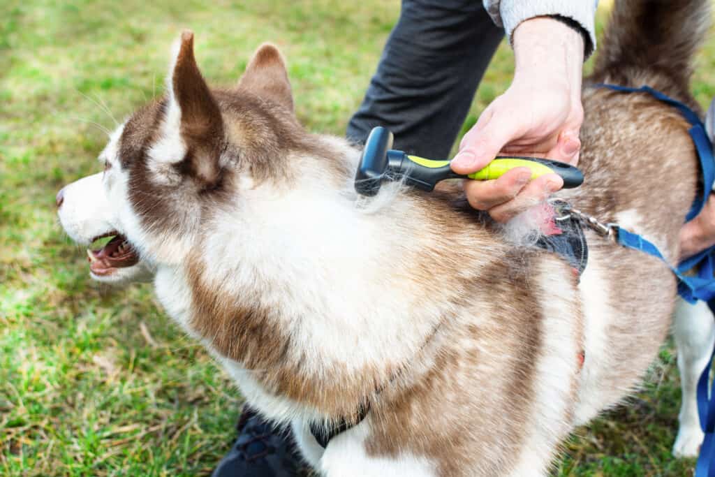 Grooming your husky