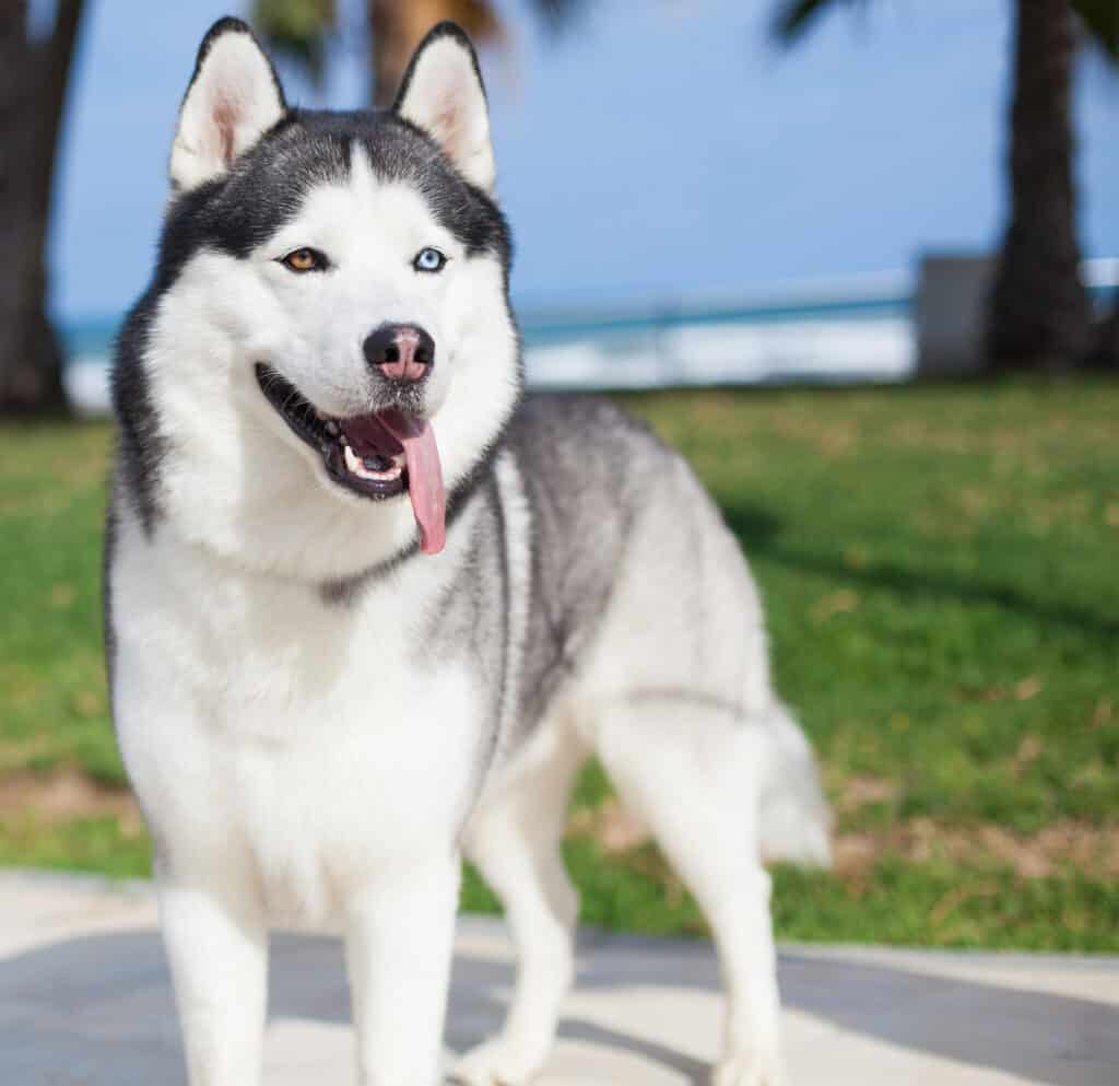 Husky breed dog