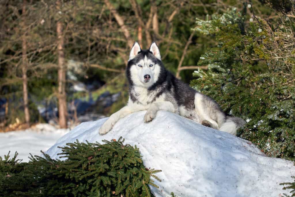 Husky dog lies on a pile of snow 