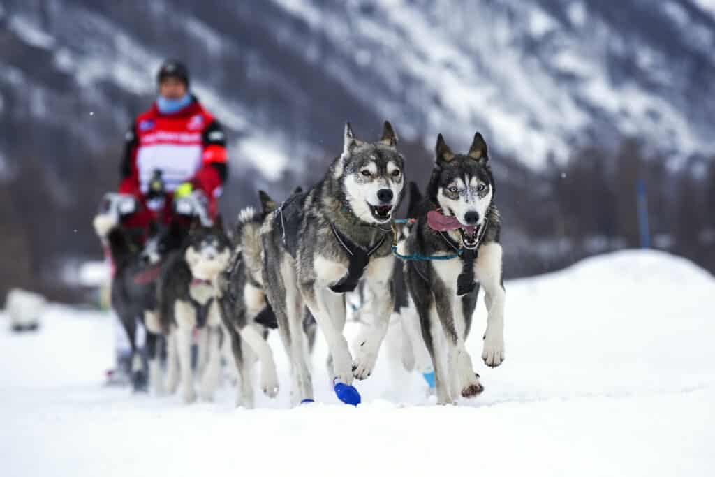 Husky sled dog race