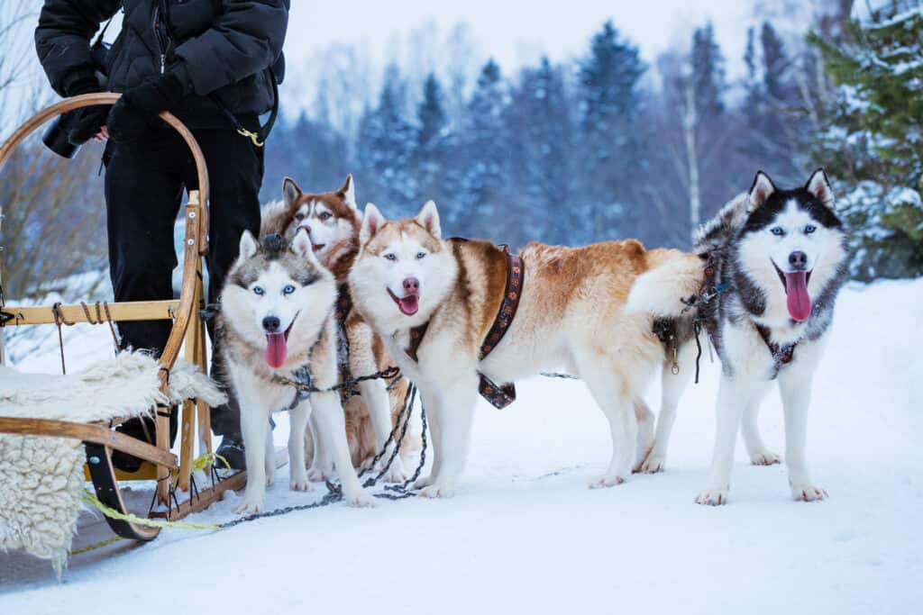 Husky sled dogs