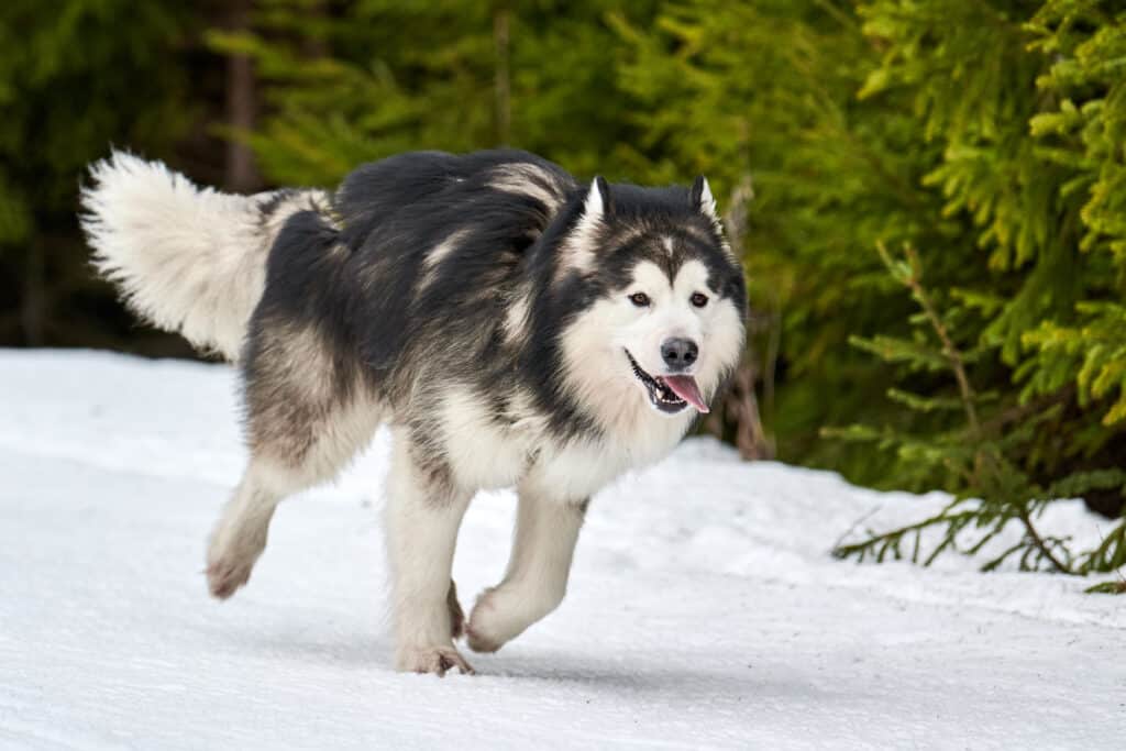 Running husky