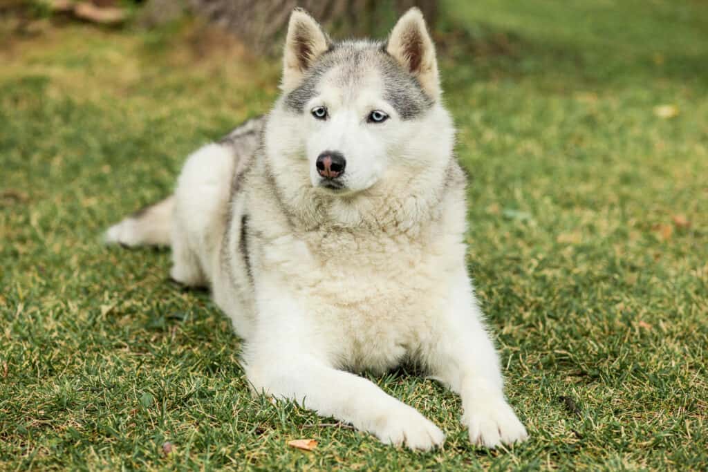 Siberian Husky