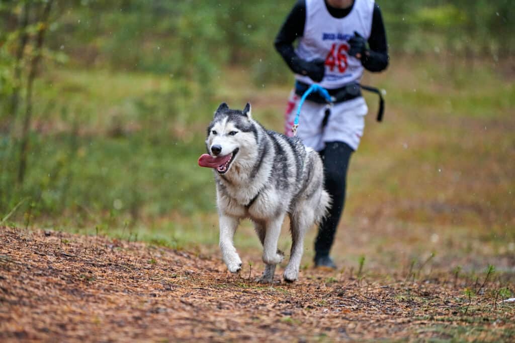 Training your husky