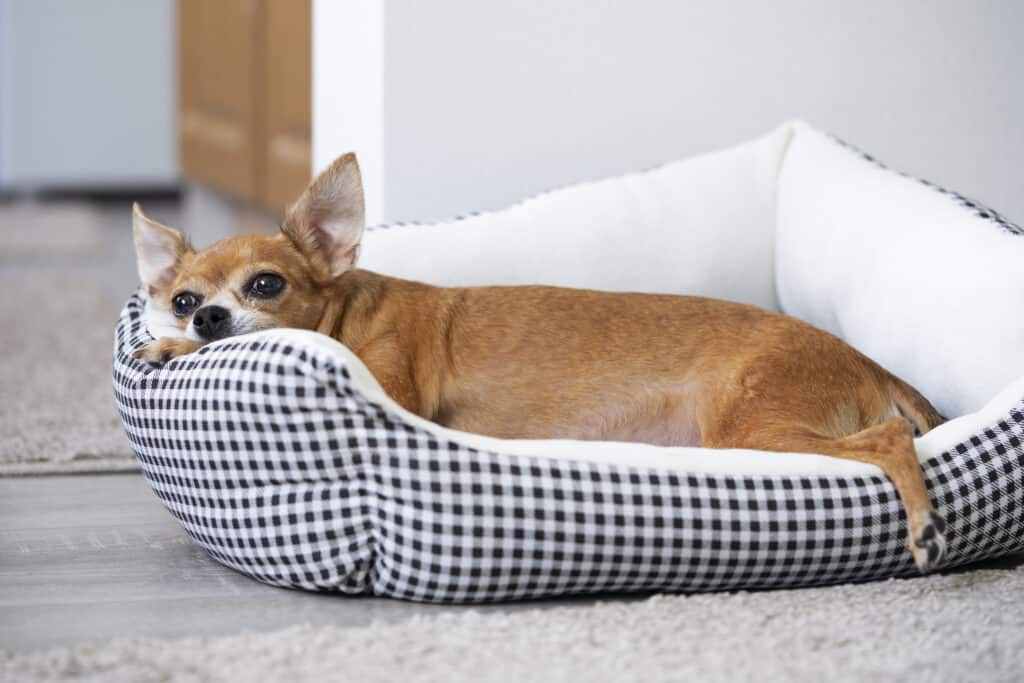 best calming dog bed