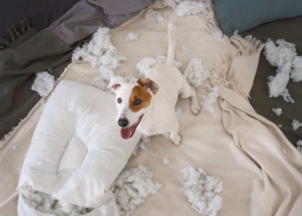 Dog making a mess of his bed