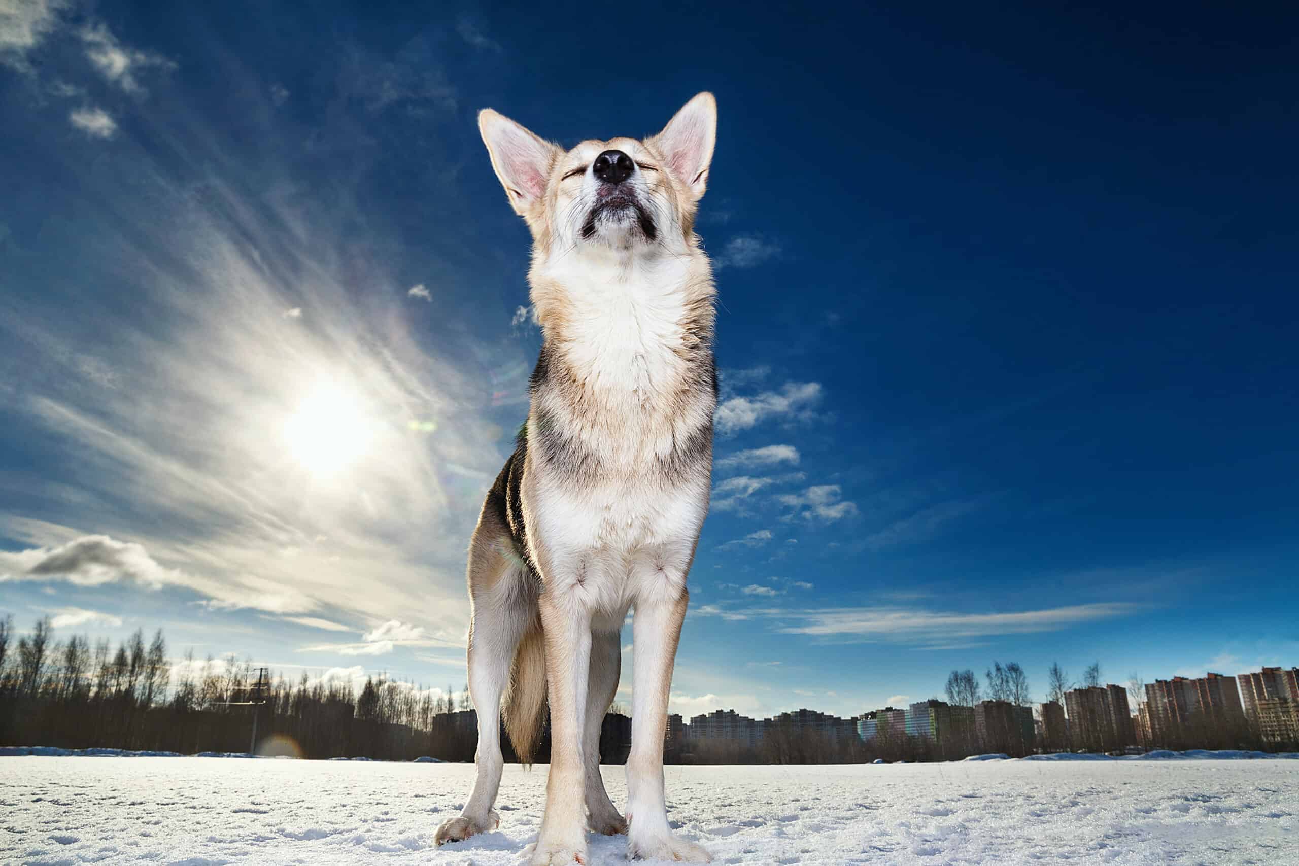 The Alaskan Husky