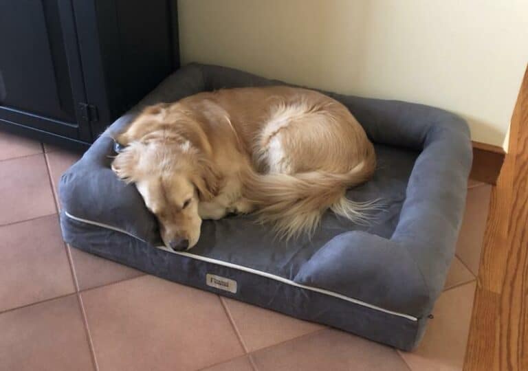 Friends Forever Orthopedic Dog Bed with Memory Foam Lounge Sofa