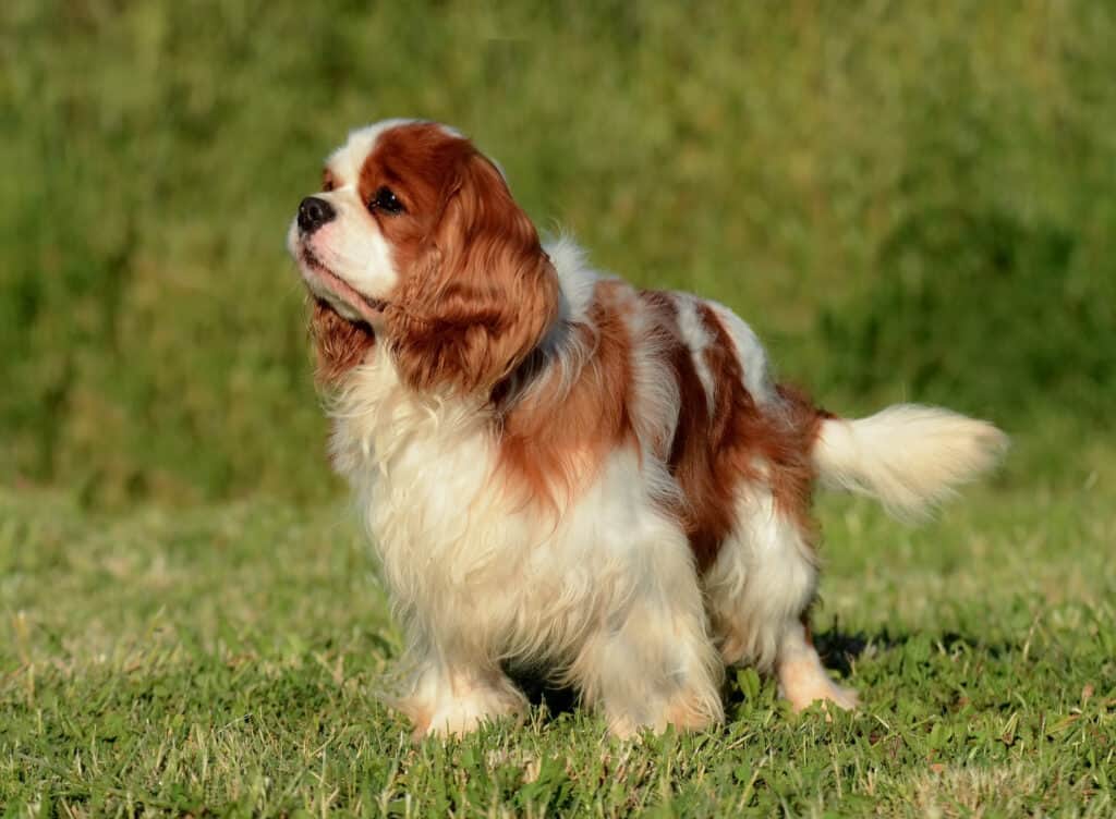 Best Dog Breeds for Beginners