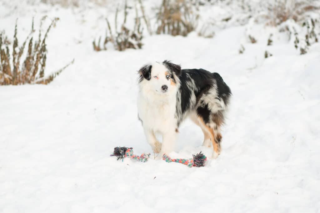 Best Dog Breeds for cold climate