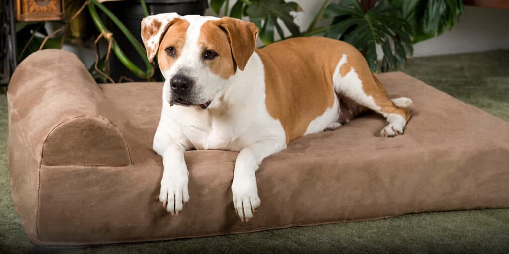 Best Orthopedic Dog Beds for Large Dogs