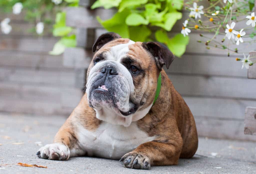 English Bulldog