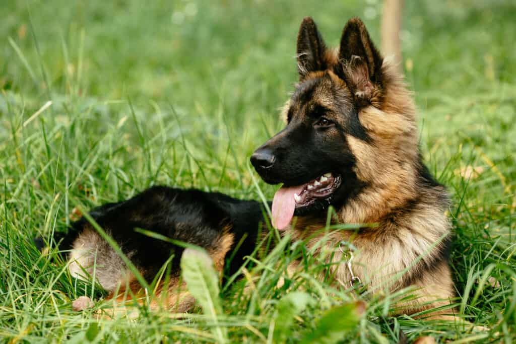 The German Shepherd