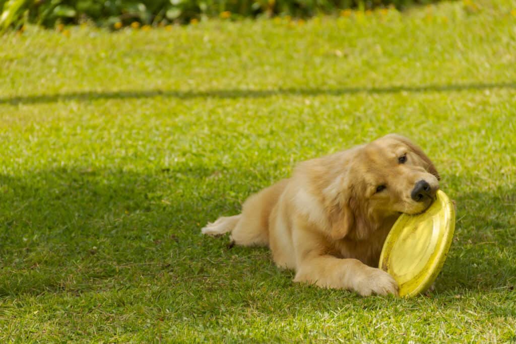 Golden retriever playing with a Frisbee