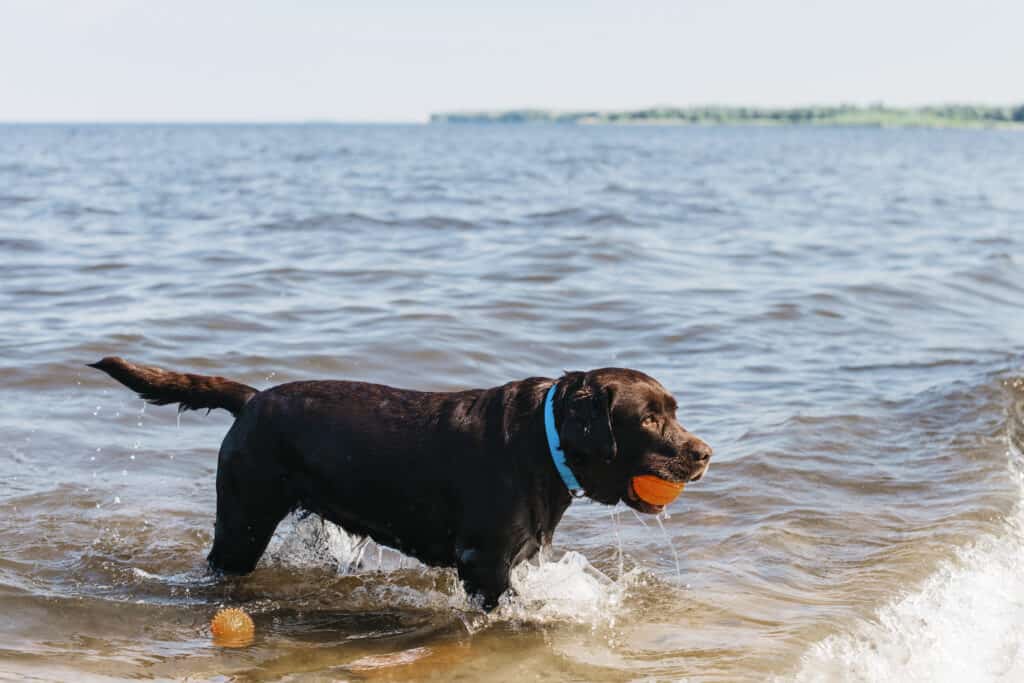 Labrador Retriever  loves plashing in the the water