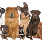 Popular dog breeds in the world