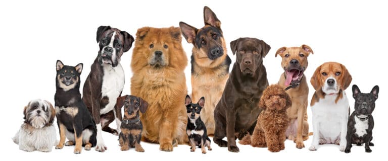 20 of the most popular dog breeds in the world in 2024