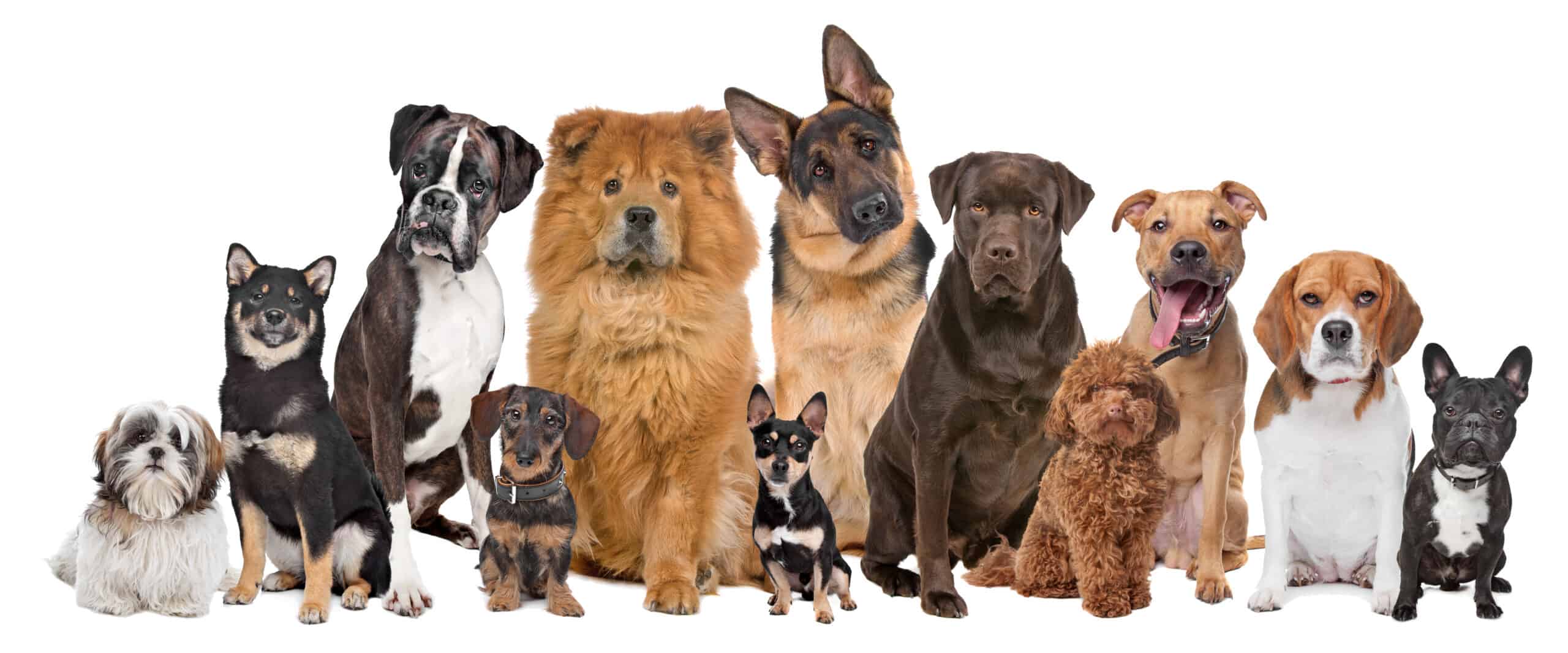 Popular dog breeds in the world