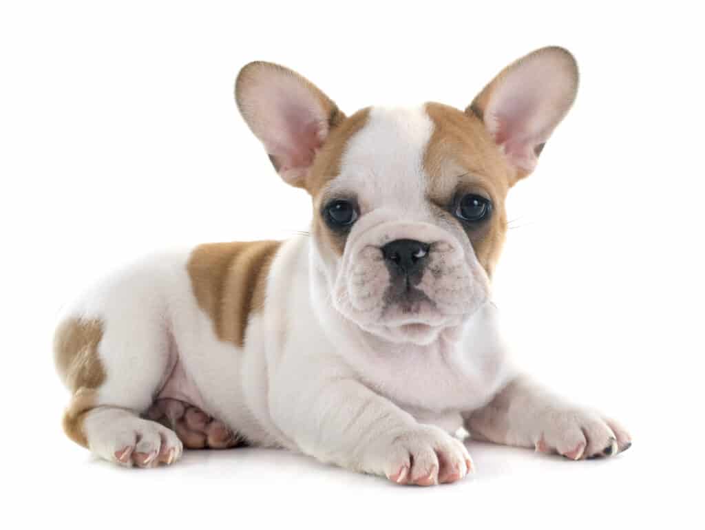 The French Bulldog, also known as the Frenchie