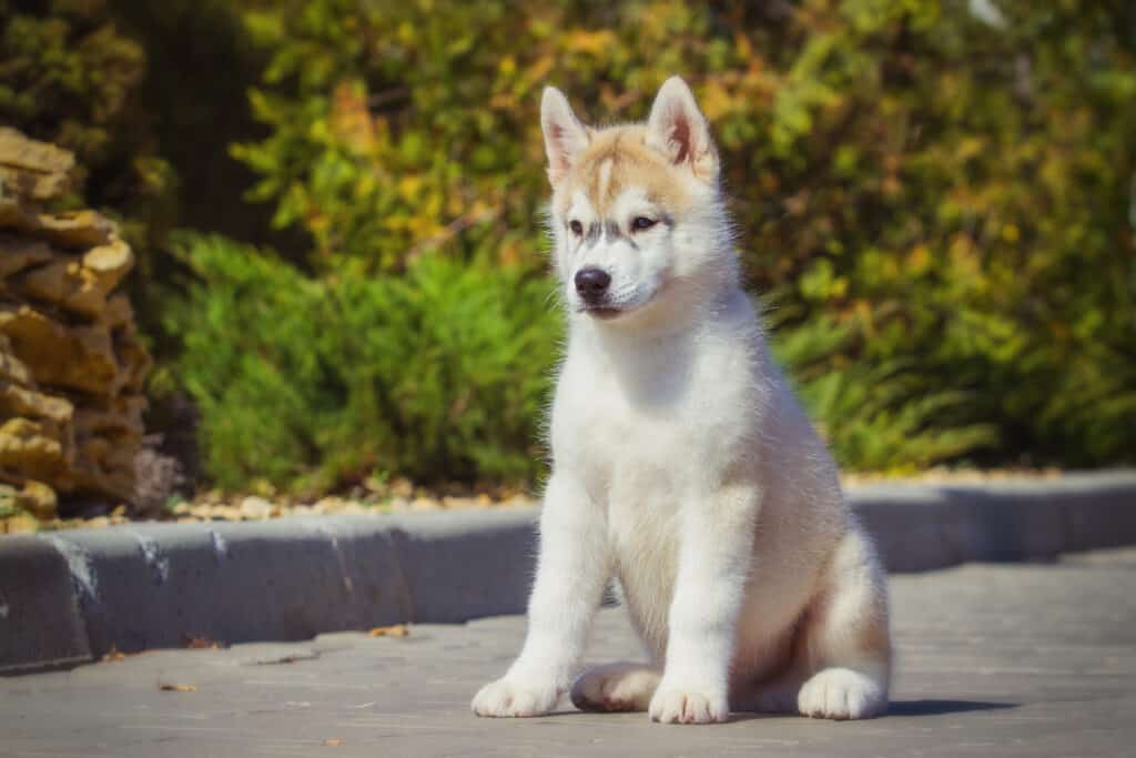 A Siberian Husky puppy