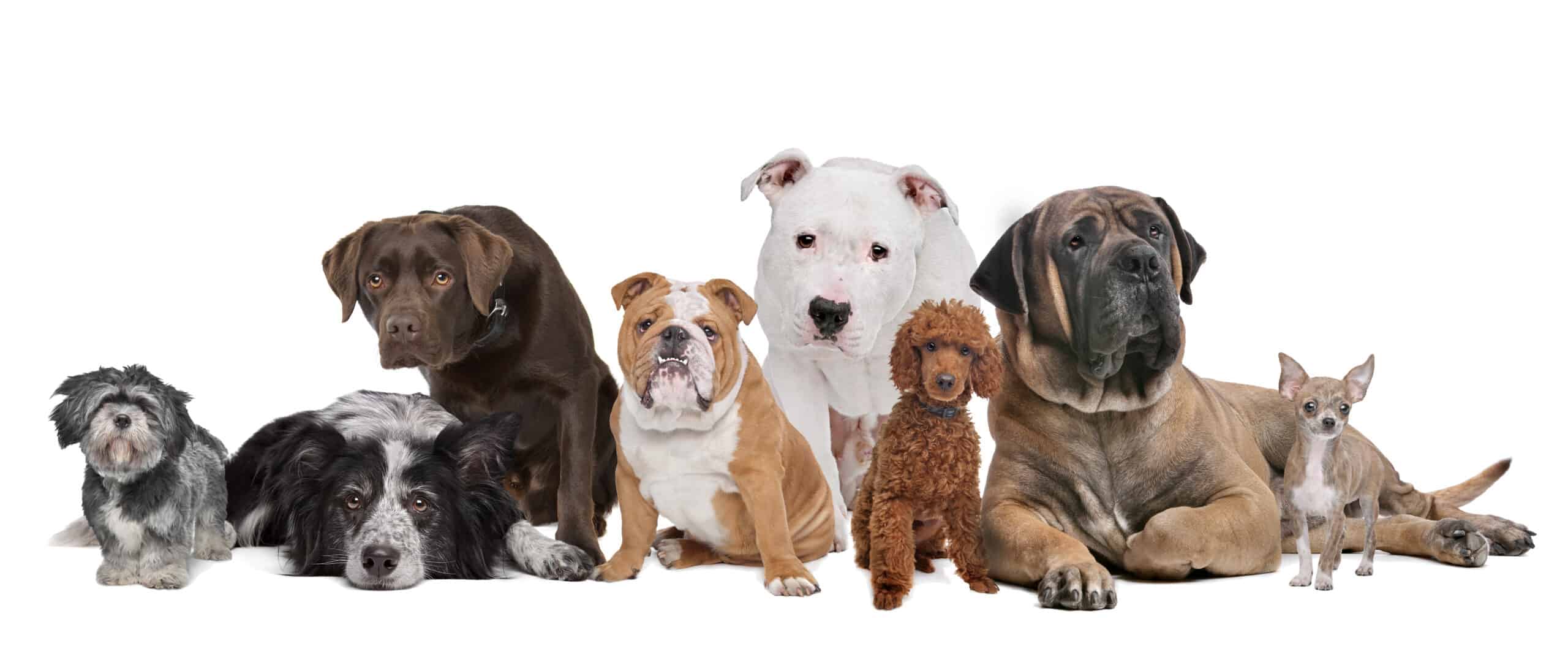 Top 25+ dog breeds